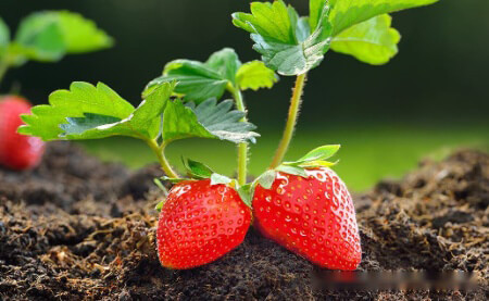 草莓 - Strawberry