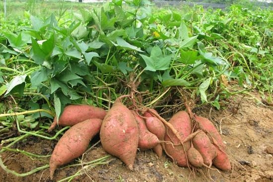 番薯 - Sweet Potato