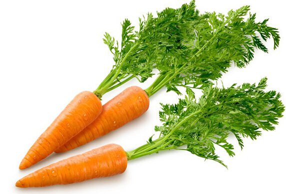 胡罗卜 - Carrot