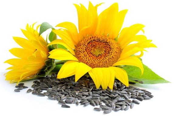 葵花子 - Sunflower Seed
