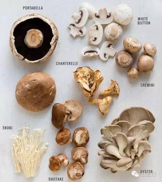 蘑菇 - Mushroom