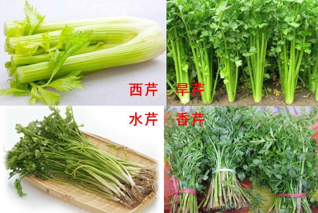 芹菜 - Celery