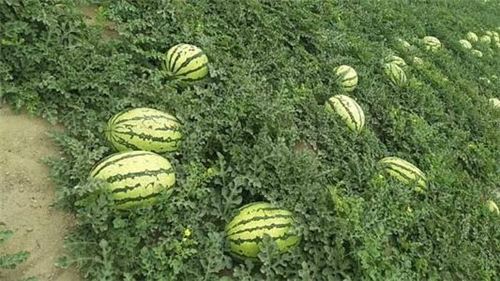西瓜 - Watermelon