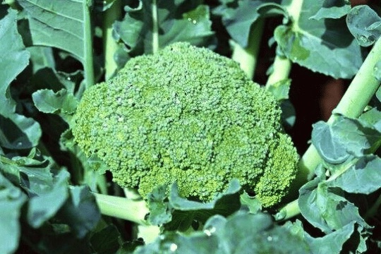 西兰花 - Broccoli